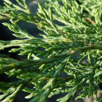 Можжевельник Мас, Juniperus Mas, Можжевельник казацкий Mas с10, Можжевельник казацкий