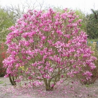Магнолия Susan, Magnolia Susan, Магнолия  Сьюзен