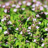 Тимьян обыкновенный Compactus, Thymus vulgaris Compactus, Тимьян обыкновенный Компактус