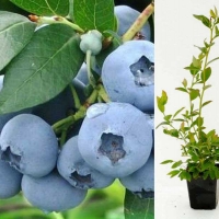 Голубика высокорослая Elizabeth, Vaccinium corymbosum Elizabeth, Голубика высокорослая Элизабет