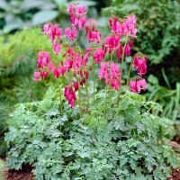 Дицентра гибридная Amore Rose, Dicentra Amore Rose, Дицентра гибридная Аморе Роуз