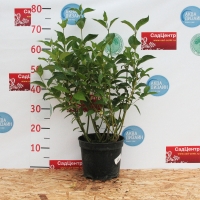 Дерен Flaviramea, Cornus stolonifera Flaviramea, Дерен отпрысковый Флaвирамеа