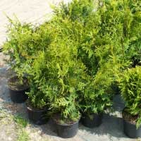 Туя западная Brabant С5 40/60,  Thuja occidentalis Brabant , Туя западная Брабант, купить тую, туя купить, туя заказать, туя цена
