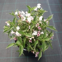 Вейгела Suzanne, Weigela florida Suzanne, Вейгела цветущая Сьюзен