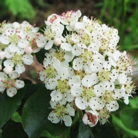 Рябина черноплодная, Aronia melanocarpa, Рябина черноплодная С7,5