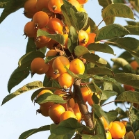 Яблоня Golden Hornet, Malus hybride Golden Hornet, Яблоня Голден Хорнет