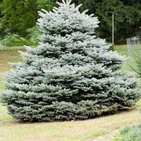 Ель колючая Глаука Глобоза 100-125 С90  Picea Glauca Globosa Ель колючая Глаука Глобоза Picea Glauca Globosa Ель колючая Глаука Глобоза, Picea Glauca Globosa Ель колючая Глаука Глобоза Picea Glauca Globosa , купить голубую ель, карликовая ель цена, ель го