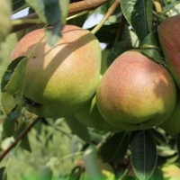 Груша Бере русская 6/7 лет, PYRUS BERE RUSSKAJA, Груша Бере русская