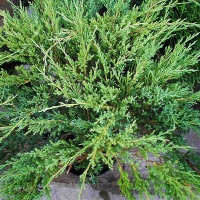 Можжевельник горизонтальный Andora Compacta C10, можжевельник Andora Compacta, Andora Compacta, купить можжевельник Andora Compacta, Juniperus horizontalis Andorra Compact
