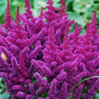 Астильба китайская Purpurkerze, Astilbe chinensis Purpurkerze, Астильба китайская Пурпуркерце
