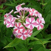 Флокс метельчатый Peppermint Twist, Phlox paniculata Peppermint Twist, Флокс метельчатый Пеперминт Твист