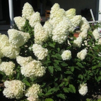 Гортензия Polar Bear, Hydrangea Polar Bear, Гортензия Полярный Медведь