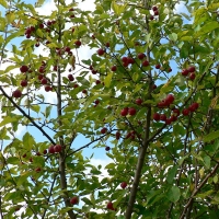 Яблоня Китайка Долго с7, Malus domestica Dolgo, Яблоня Китайка Долго
