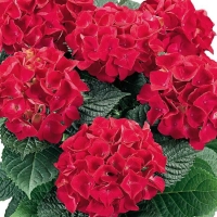 Гортензия Hot Red, Hydrangea macrophylla Hot Red, Гортензия крупнолистная Хот Ред