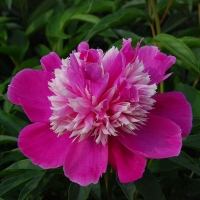 Пион Exotic Flower Flower, Paeonia Exotic Flower, Пион Экзотик Флаурс