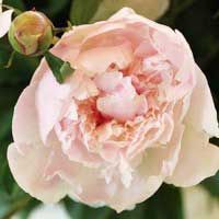 Пион молочноцветковый Alertie, Paeonia lactiflora Alertie, Пион молочноцветковый Алерти