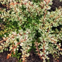 Барбарис Тунберга Silver Beauty, Berberis Thunbergii Silver Beauty, Барбарис Тунберга Силвер Бьюти