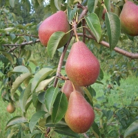 Груша Ника 5/6 лет, Pyrus communis Nika, Груша Ника