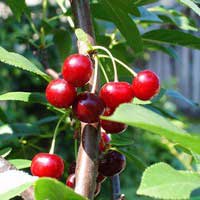 Вишня Волочаевская 5/6 лет, Prunus, Вишня Волочаевская