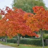 Рябина Dodong, Sorbus commixta Dodong, Рябина смешанная Додонг