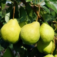 Груша Августовская роса с7.5, Pyrus, Груша Августовская роса