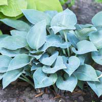 Хоста Halcyon, Hosta Halcyon, Хоста Халцион