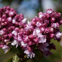 Сирень Frankfurter Frühling, Syringa vulgaris Frankfurter Frühling, Сирень Франкфуртер Фрюлинг