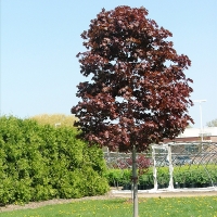 Клён остролистный Faassens Blacк, Acer platanoides Faassens Black, Клён остролистный Фаасен Блэк