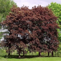Клен остролистный Faassens Black, Acer platanoides Faassens Black, Клён остролистный Фассенс Блэк