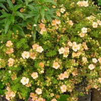 Лапчатка Daydawn, Potentilla fruticosa Daydawn, Лапчатка кустарниковая Дейдаун