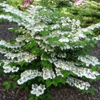 Калина складчатая Cascade, Viburnum plicatum Cascade. Калина складчаста Каскаде
