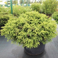 Ель обыкновенная Nidiformis, Picea abies Nidiformis, Ель обыкновенная Нидиформис