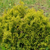 Туя Stolwijk, Thuja occidentalis Stolwijk, Туя западная Столвик, купить тую Stolwijk, туя столвик, столвик
