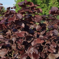 Лещина Purpurea, Corylus maxima Purpurea, Лещина Пурпуреа