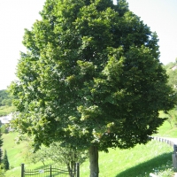 Липа крупнолистная, Tilia platyphyllos, Липа крупнолистная 10/12