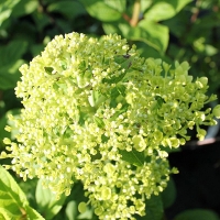 Гортензия Limelight, Hydrangea paniculata Limelight, Гортензия метельчатая Лаймлайт