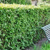 Кизильник блестящий, Кизильник блестящий с12, Cotoneaster lucidus