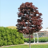 Клен остролистный Royal Red, Acer platanoides Royal Red, Клён остролистный Роял Ред