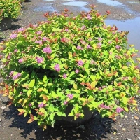 Спирея японская Little Princess, Spiraea japonica Little Princess, Спирея японская Литл Принцесс