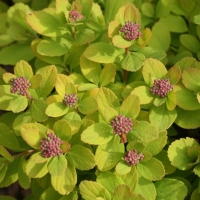 Спирея березолистная Tor Gold, Spiraea betulifolia Tor Gold, Спирея березолистная Тор Голд