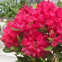 Рододендрон Nova Zembla, Rhododendron hibridum Nova Zembla, Рододендрон Нова Зембла