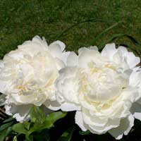Пион молочноцветковый Bowl of Cream, Paeonia lactiflora Bowl of Cream, Пион молочноцветковый Боул оф Крим