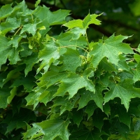 Клен остролистный 16/18, Acer platanoides, Клен остролистный