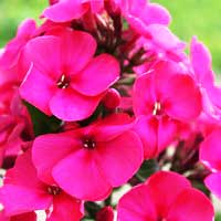 Флокс метельчатый Younique Old Cerise, Phlox paniculata Younique Old Cerise, Флокс метельчатый Юник Олд Церизе
