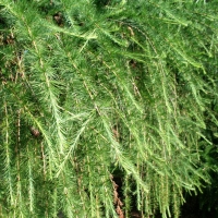 Лиственница европейская 200/300, Лиственница европейская, Larix decidua, купить лиственницу европейскую, лиственница европейская цена