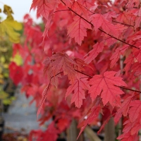 Клен Фримана Autumn Blaze, Acer freemanii Autumn Blaze, Клен Фримана Отом Блейз