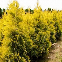 Туя западная Salland, Thuja occidentalis Salland, Туя западная Саллэнд