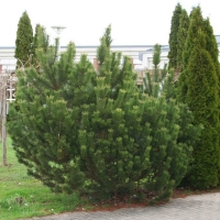 Сосна горная 125/150, Сосна горная, купить сосну горную, Pinus mugo, купить mugo, сосна горная цена