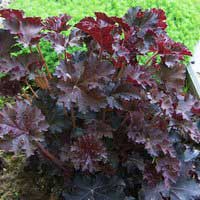 Гейхера мелкоцветковая Palace Purple, Heuchera  micrantha Palace Purple, Гейхера мелкоцветковая Пэлас Перпл