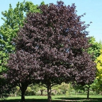 Клен остролистный Royal Red, Acer platanoides Royal Red, Клён остролистный Роял Ред